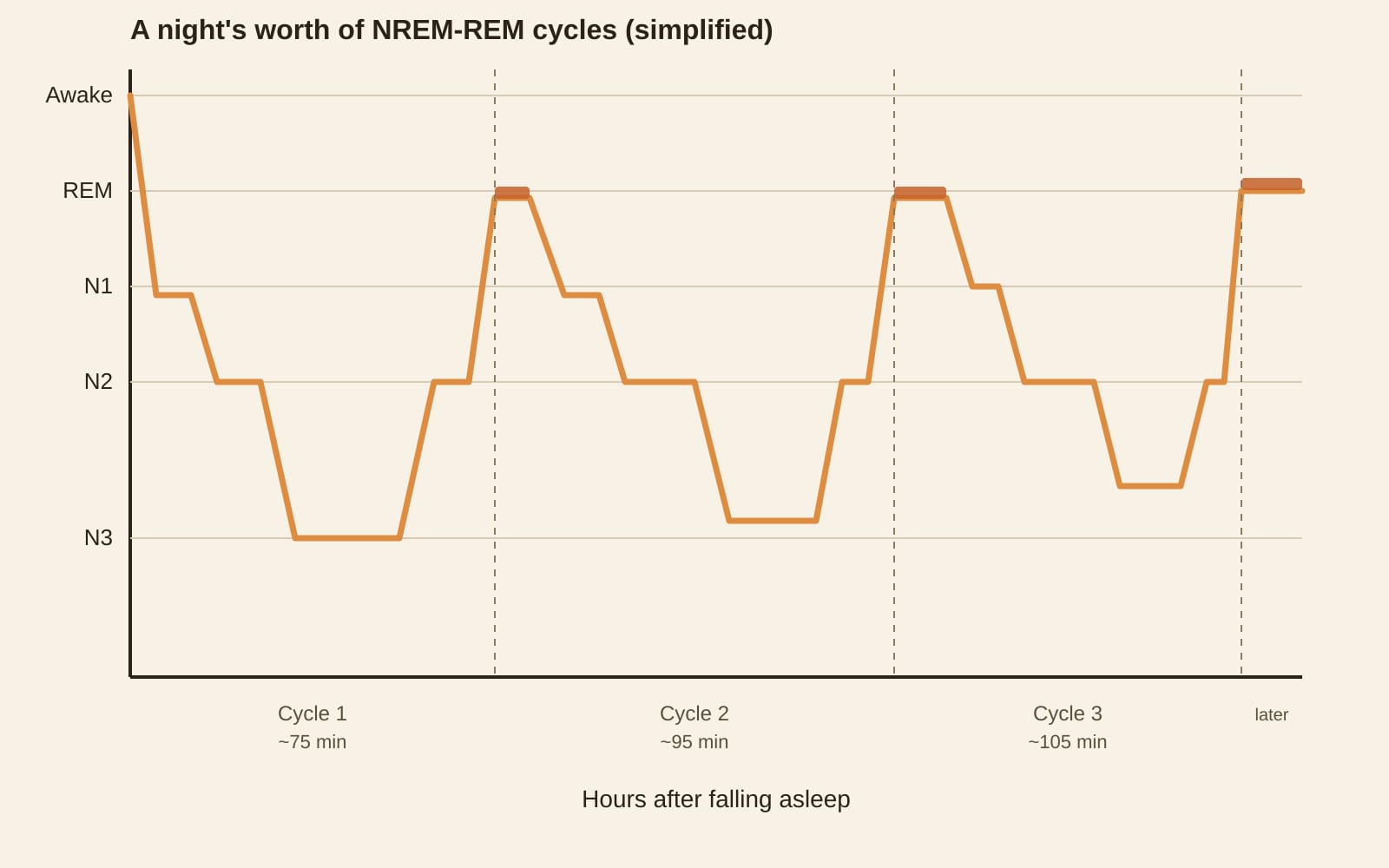 A simplified chart of NREM and REM sleep stages across a night, showing three cycles where the first is about 75 minutes and later cycles stretch toward 105 minutes, with REM getting longer each time