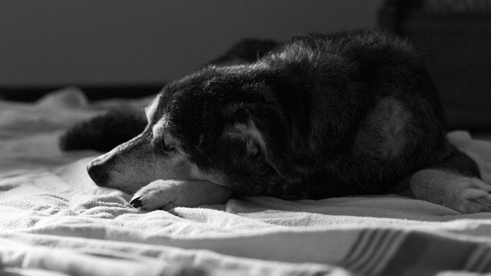 A dog sleeping on a bed with bedding visible, black and white photograph